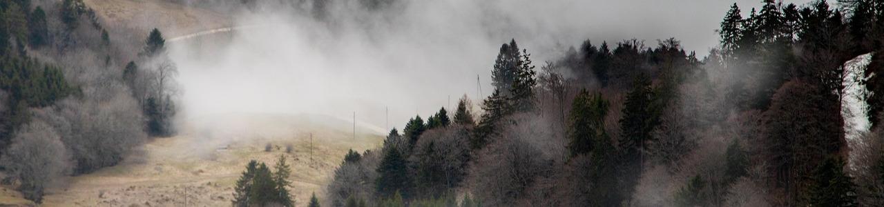Walking in Stillness: A Quiet Park or Forest Retreatimage